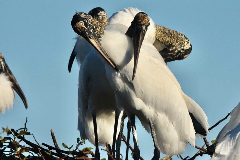 are wood storks friendly
