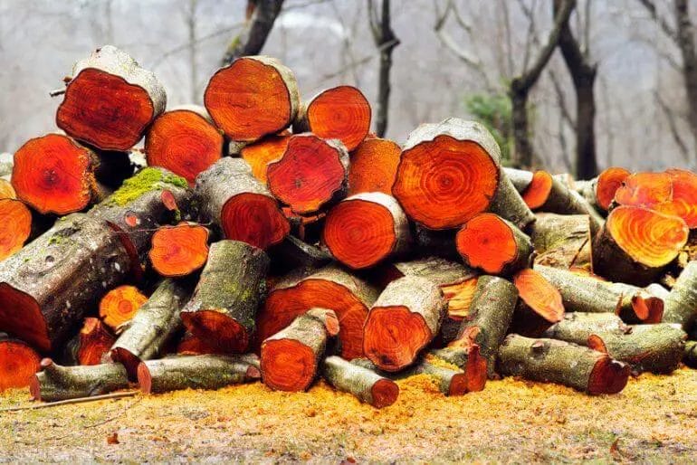 can you burn green wood
