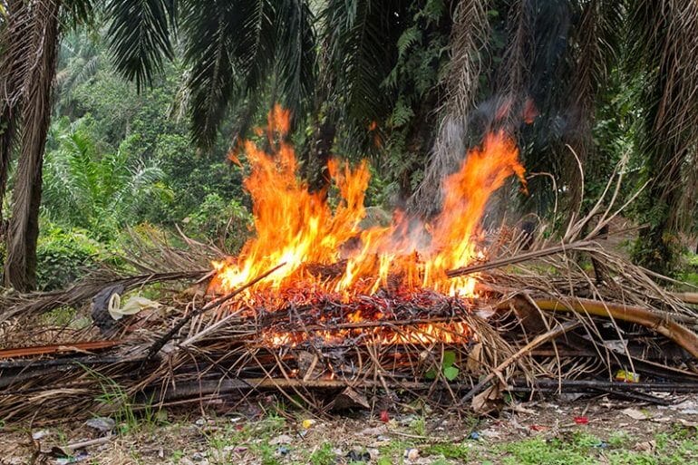 can you burn palm tree wood
