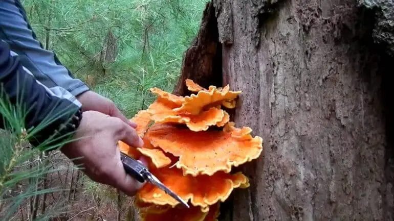 can you grow chicken of the woods
