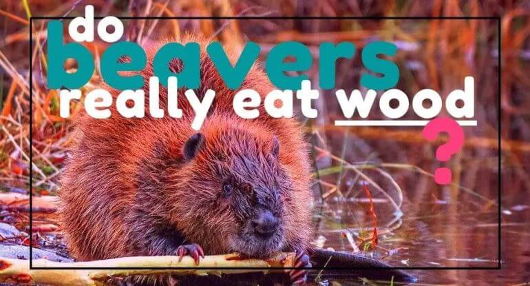 do beavers eat wood
