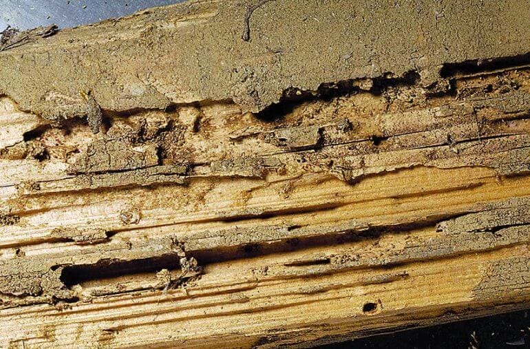 does termite damaged wood need to be removed

