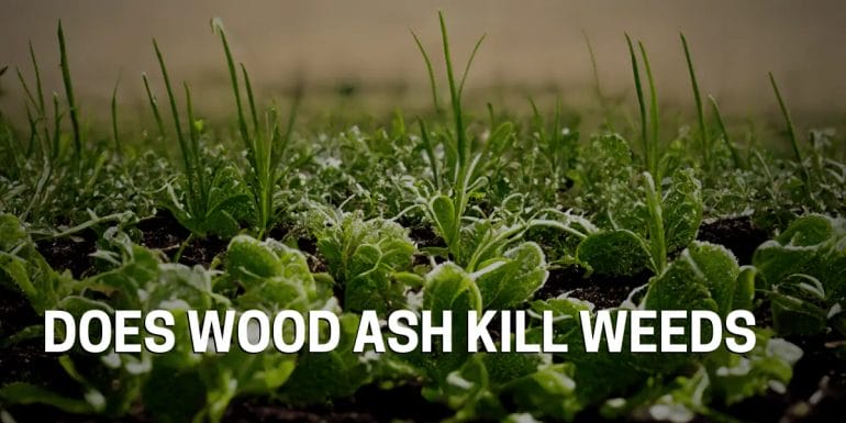 does wood ash kill weeds
