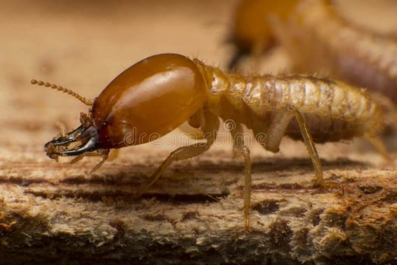 how do termites eat wood
