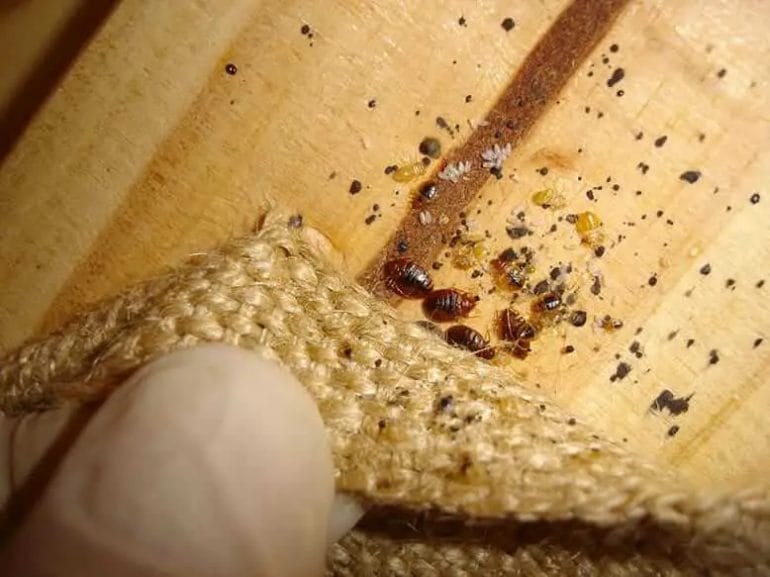 how to remove bed bugs from wood furniture
