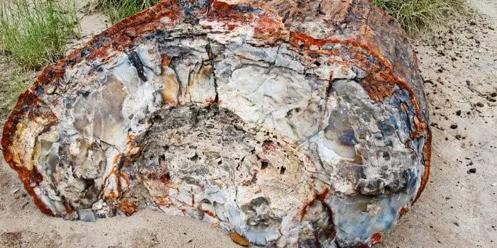 is petrified wood heavy