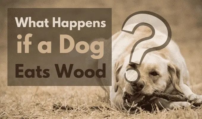 what happens if a dog eats wood
