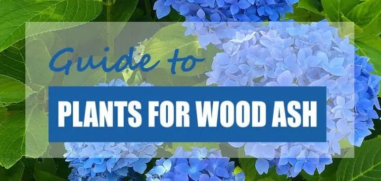 what plants like wood ash
