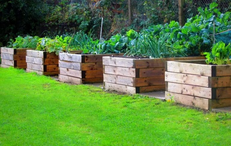 what type of wood for raised beds