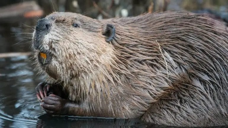 why do beavers eat wood
