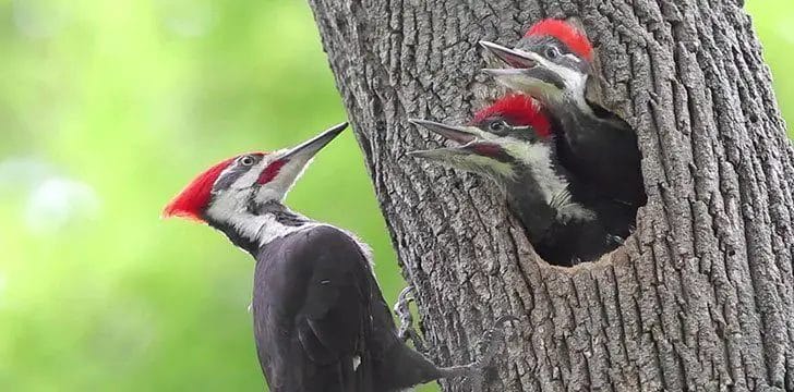 why do woodpeckers peck wood
