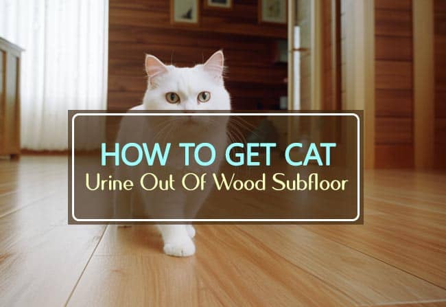 how-to-get-cat-urine-out-of-wood-subfloor-tools-voice