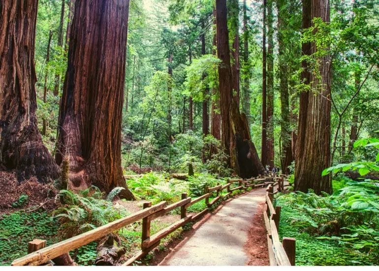 how to get to muir woods
